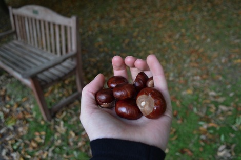 A handful of conkers